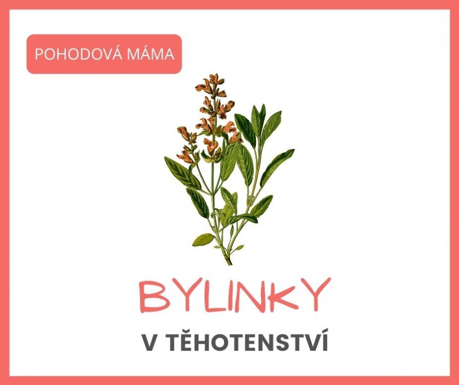 bylinky v těhotenství